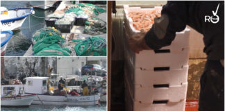 Pesca in crisi tra covid-19 e burocrazia, Servetti: “C’è il rischio di mettere in ginocchio il settore” crisi pesca