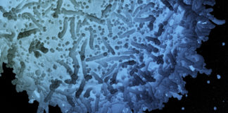 Coronavirus: 526 nuovi casi in Liguria, 19 decessi. Oltre 17.500 vaccini somministrati coronavirus covid-19