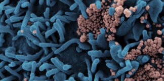 Covid: 1.062 nuovi positivi in Liguria, 9 i decessi. Sotto soglia 300 gli ospedalizzati coronavirus covid-19