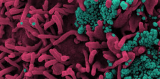 Covid: calo dei ricoveri e dei positivi in Liguria. 12 decessi, oltre 1.300 casi in 24 ore coronavirus covid-19