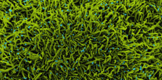 Covid: 1.250 nuovi casi positivi in Liguria, 3 decessi. Ancora giù i ricoveri coronavirus covid-19