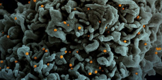 Covid: 111 nuovi positivi in Liguria, 19 in Asl1 coronavirus covid-19