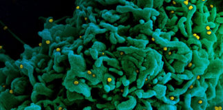 Covid: positivi ancora in calo in Liguria, ospedalizzati in lieve aumento coronavirus covid-19