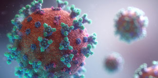 Covid: 7 decessi, 225 nuovi positivi in Liguria coronavirus covid-19