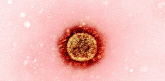 Covid: 8 i decessi in Liguria, 342 nuovi positivi. 52 casi in Asl1 coronavirus covid-19