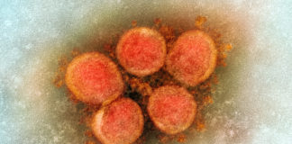 Covid: 368 nuovi positivi in Liguria, 108 in provincia di Imperia. 15 decessi nel bollettino odierno coronavirus covid-19