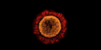 Covid: 337 nuovi positivi in Liguria, 85 in Asl1. 8 decessi nel bollettino odierno coronavirus covid-19