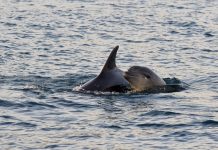 Nuovo appuntamento con il nostro mare organizzato dal Lions Club: “L’importanza del Ponente ligure per i cetacei”