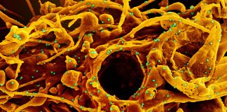 Coronavirus: in Liguria 28 nuovi positivi su 2.661 tamponi molecolari e 2.444 antigenici, il dettaglio coronavirus covid-19