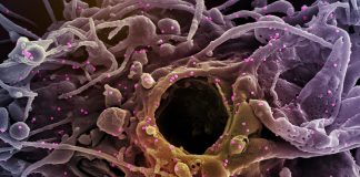 Covid-19: nessun nuovo positivo in Asl 1, 8 in Liguria coronavirus covid-19