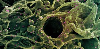 Covid: 174 nuovi positivi in Liguria, 66 in Asl1. 5 i decessi coronavirus covid-19