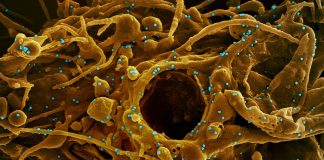 Coronavirus: 67 nuovi positivi in Liguria, 13 in Asl 1 coronavirus covid-19