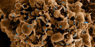 Covid: 598 nuovi positivi in Liguria, crescono gli ospedalizzati. Un decesso coronavirus covid-19