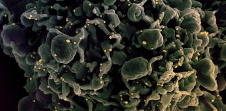 Covid: 68 nuovi positivi in Liguria, 8 in Asl1 coronavirus covid-19