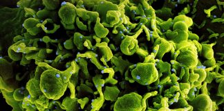 Covid: 774 nuovi casi positivi in Liguria, 3 decessi coronavirus covid-19