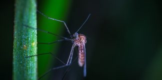 Bordighera, il 29 e 30 luglio disinfestazione contro le zanzare nel centro storico zanzara