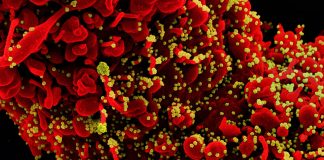 Covid: 82 nuovi positivi in Liguria, 4 in Asl1 coronavirus covid-19