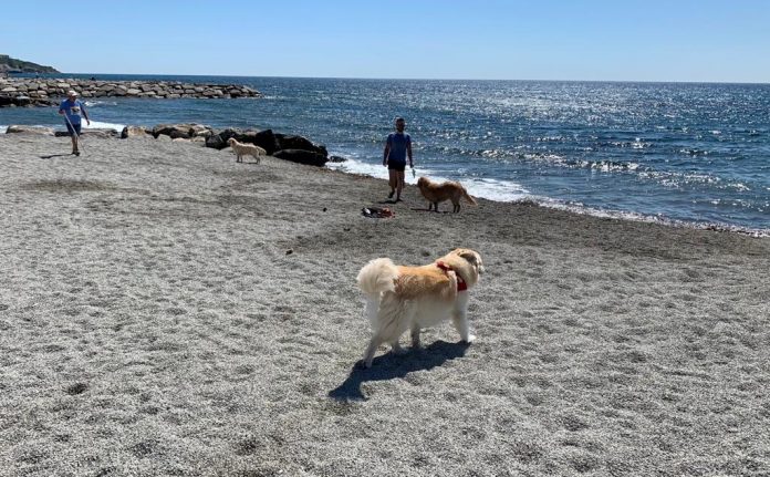 spiaggia cani san bartolomeo