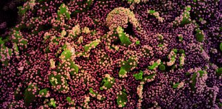 Covid: 925 nuovi casi positivi in Liguria, 5 decessi coronavirus covid-19