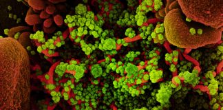 Covid: 3 decessi e 21 nuovi positivi in Liguria coronavirus covid-19
