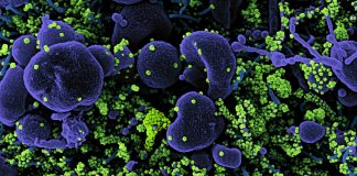 Covid: 16 nuovi positivi in Liguria, uno in Asl1 coronavirus covid-19