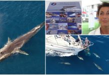 Il Tethys affianca la Giraglia con un concorso fotografico. Sabina Airoldi: âUn contributo fondamentale per la ComunitĂ scientificaâ
