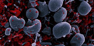 Covid: 1.946 nuovi casi positivi in Liguria, 6 i decessi. Aumentano ancora gli ospedalizzati coronavirus covid-19