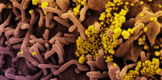 Covid: 70 nuovi positivi in Liguria, un decesso coronavirus covid-19