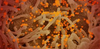 Covid: 19 nuovi positivi in Liguria, un decesso all’ospedale di Sanremo coronavirus covid-19