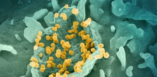 Covid: 543 nuovi casi positivi in Liguria, un decesso coronavirus covid-19