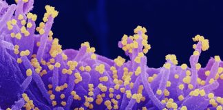 Covid: 1.177 nuovi casi positivi in Liguria, 8 decessi. Ancora in calo i ricoveri coronavirus covid-19