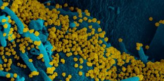 Covid: 106 nuovi positivi in Liguria, 15 in provincia di Imperia coronavirus covid-19