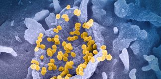 Covid: in Liguria oltre 1.500 nuovi casi positivi, un decesso coronavirus covid-19