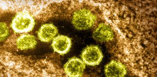 Covid: 487 nuovi positivi in Liguria, due decessi coronavirus covid-19