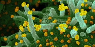Covid: 143 nuovi positivi in Liguria, 20 in Asl1 coronavirus covid-19