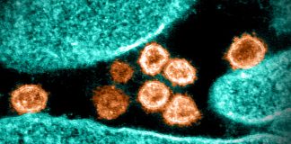 Covid: 945 nuovi casi positivi in Liguria, 4 decessi coronavirus covid-19