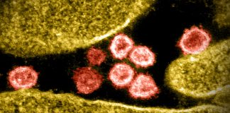 Covid: 20 nuovi positivi in Liguria, 2 in Asl1 coronavirus covid-19