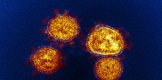 Covid: 16 nuovi positivi in Liguria, uno in provincia di Imperia coronavirus covid-19