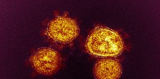 Aumento dei casi Covid in Liguria: oltre 2.200 i nuovi positivi, salgono i ricoveri. 5 decessi coronavirus covid-19