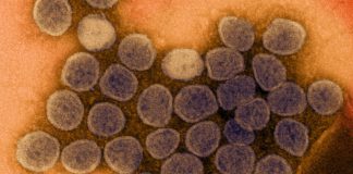 Covid: 122 nuovi positivi in Liguria. Toti: “Vaccinati con la prima dose quasi un milione di liguri” coronavirus covid-19