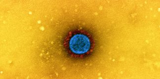Covid: 193 nuovi casi positivi in Liguria, un decesso coronavirus covid-19