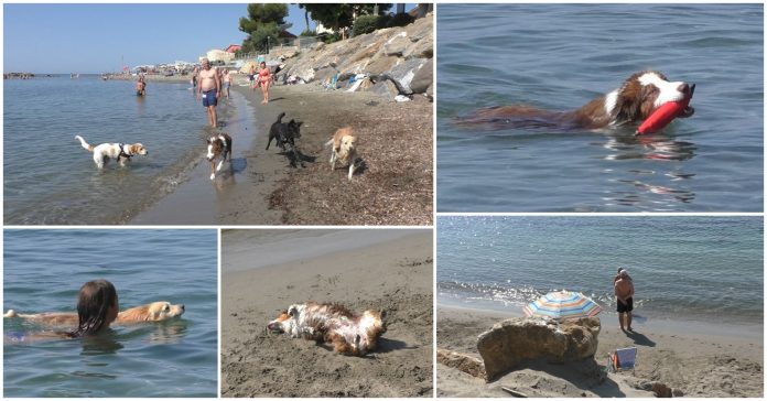 spiaggia cani santo stefano al mare