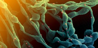 Covid: 52 nuovi positivi in Liguria, calano gli ospedalizzati in Asl1 coronavirus covid-19