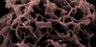 Covid: oltre 3.100 nuovi casi positivi in Liguria, 12 i decessi coronavirus covid-19