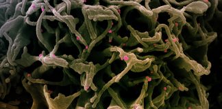 Covid: 158 nuovi positivi in Liguria, salgono i ricoveri in Asl1 coronavirus covid-19