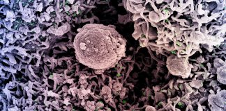 Covid: positivi in calo in Liguria, un decesso coronavirus covid-19