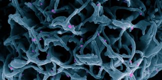 Covid: 206 nuovi positivi in Liguria, 51 in Asl1 coronavirus covid-19