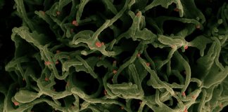 Covid: 169 nuovi positivi in Liguria, 45 in provincia di Imperia coronavirus covid-19