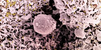 Covid: 212 nuovi positivi in Liguria, 40 in Asl1 coronavirus covid-19