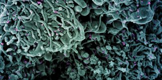 Covid-19: 42 nuovi positivi in provincia di Imperia sui 74 di tutta la Liguria coronavirus covid-19